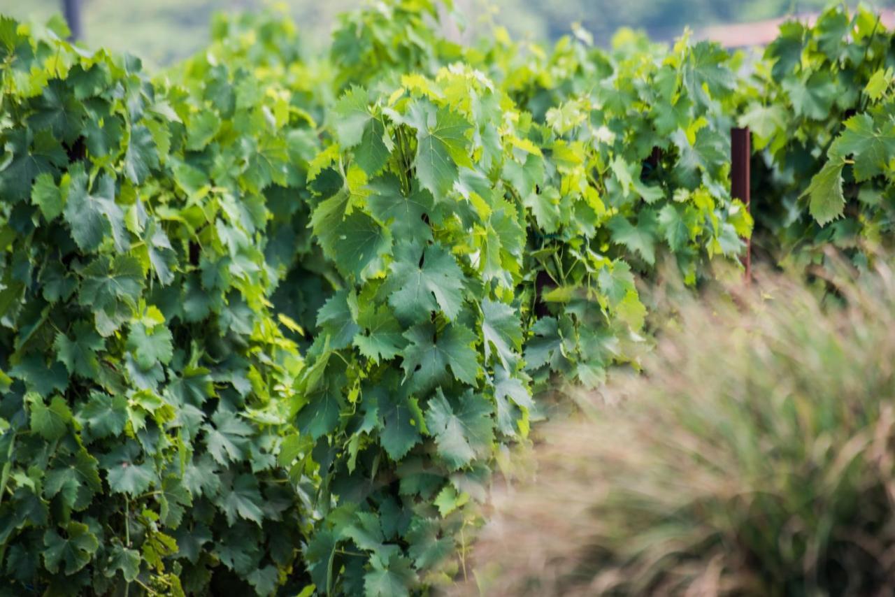 Tenuta Di Castellaro Winery & Resort ลีปารี ภายนอก รูปภาพ