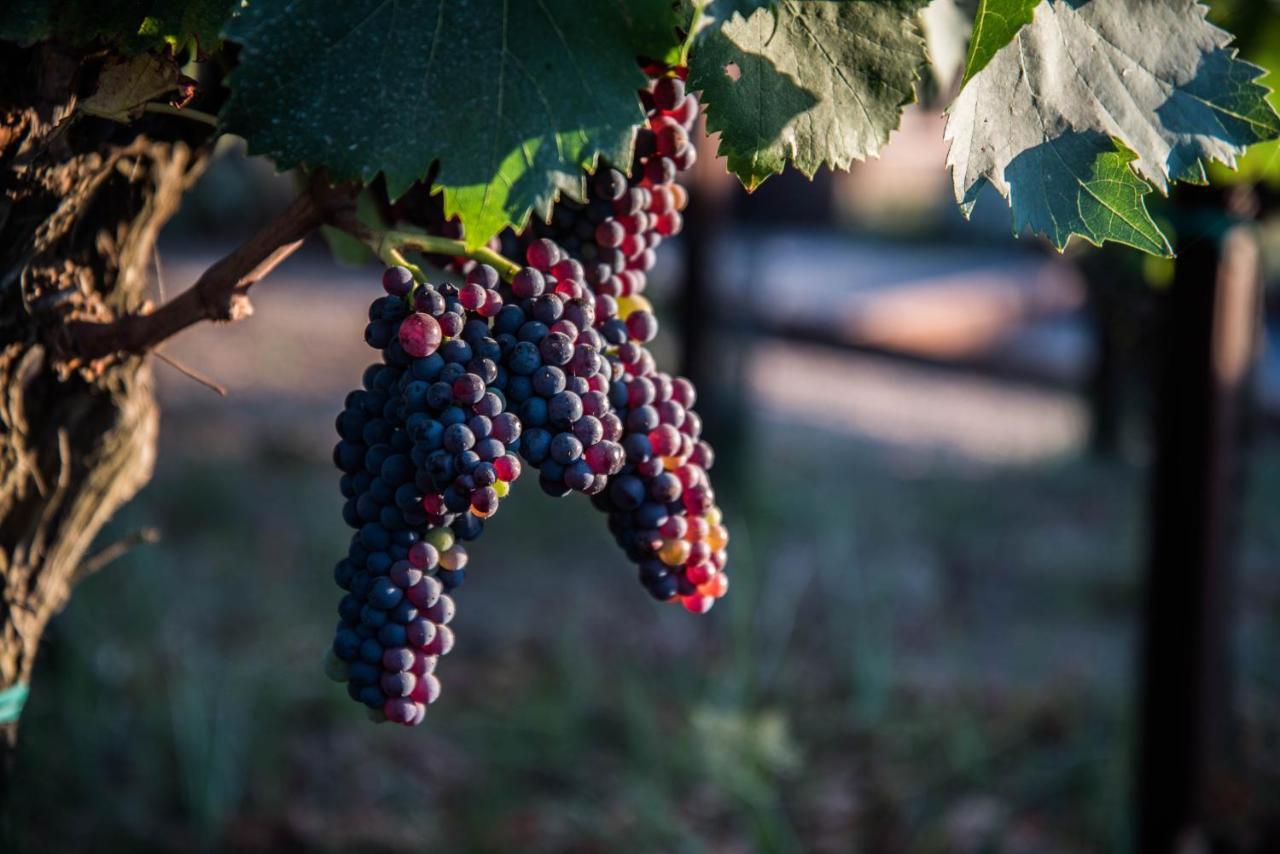 Tenuta Di Castellaro Winery & Resort ลีปารี ภายนอก รูปภาพ